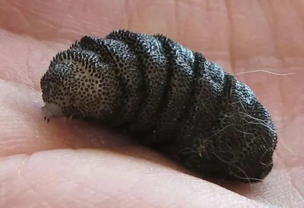 Foto - Sırtından çıkanlar görenleri şaşkına çevirdi! Sivilce zannettiği yaradan bakın ne çıktı