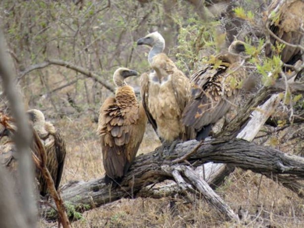 Foto - Sırtlandan başarılı av taktiği!