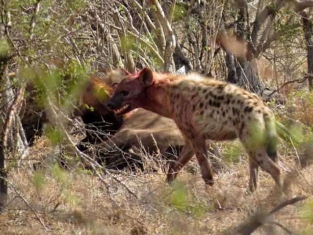 Foto - Sırtlandan başarılı av taktiği!