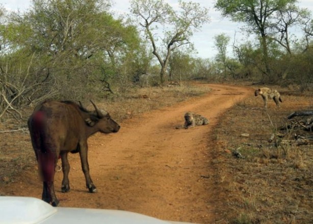 Foto - Sırtlandan başarılı av taktiği!