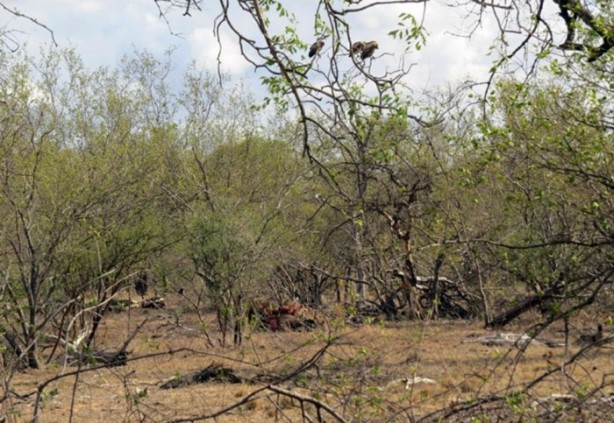 Foto - Sırtlandan başarılı av taktiği!