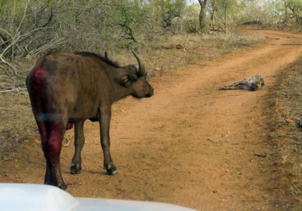 Foto - Sırtlandan başarılı av taktiği!