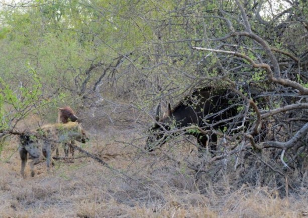 Foto - Sırtlandan başarılı av taktiği!