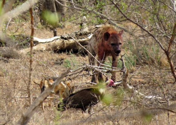 Foto - Sırtlandan başarılı av taktiği!