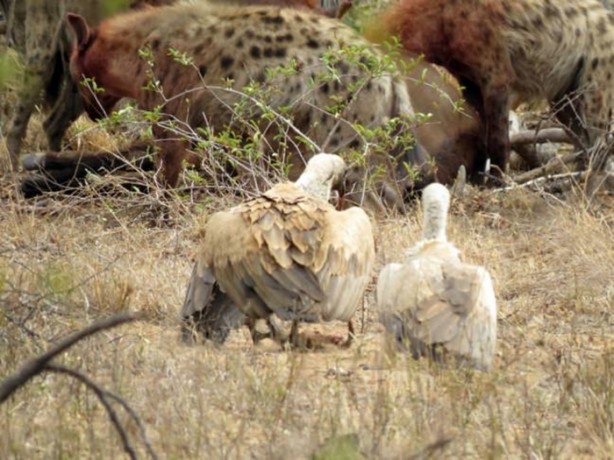 Foto - Sırtlandan başarılı av taktiği!