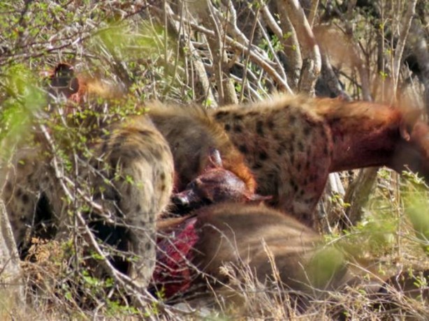 Foto - Sırtlandan başarılı av taktiği!