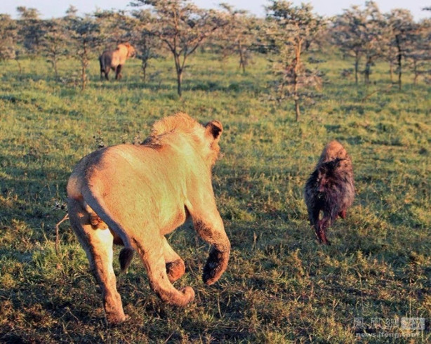 Foto - Sırtlandan inanılmaz taktik!