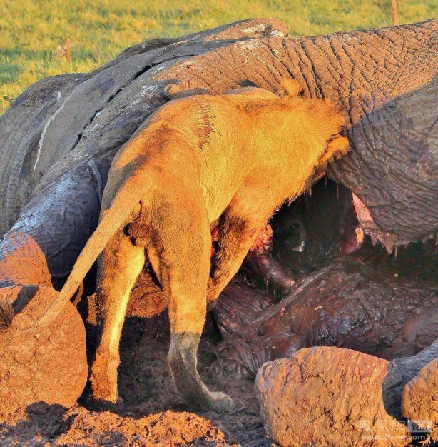  Sırtlandan sıra dışı kaçış taktiği!
