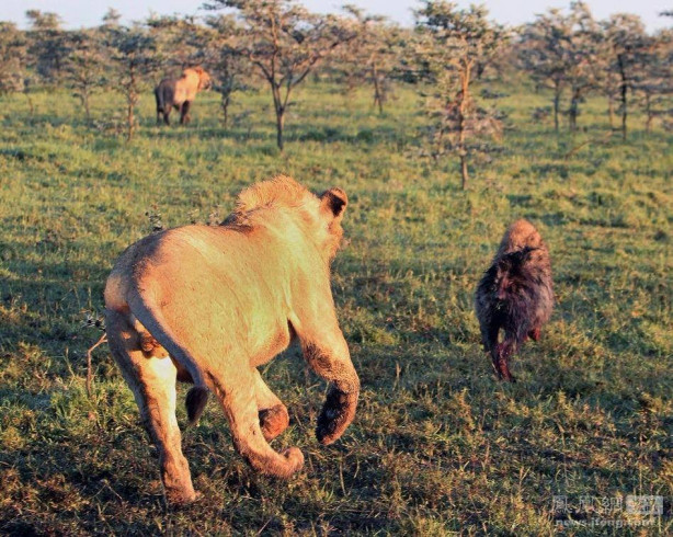 Foto - Sırtlandan sıra dışı kaçış taktiği!