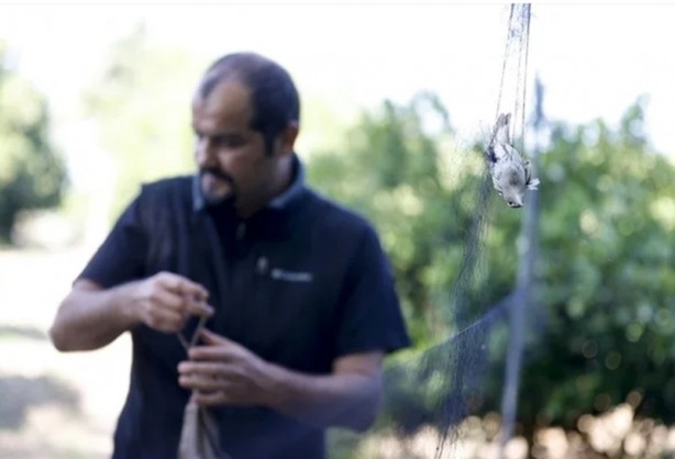 Foto - Sis ağlarını göremediler! 3 bin 500 adedi yakalandı