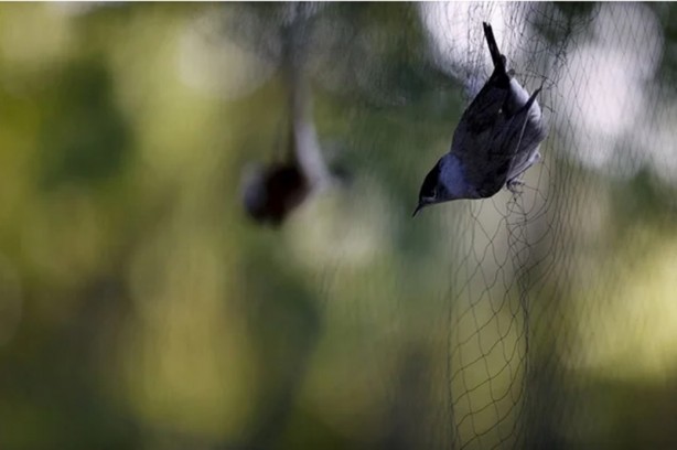 Sis ağlarını göremediler! 3 bin 500 adedi yakalandı