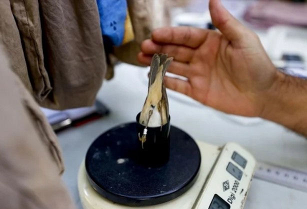 Foto - Sis ağlarını göremediler! 3 bin 500 adedi yakalandı