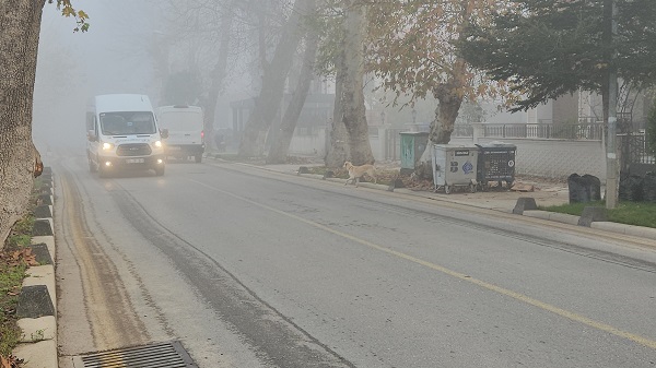 Foto - Sis görsel şölen oluşturdu