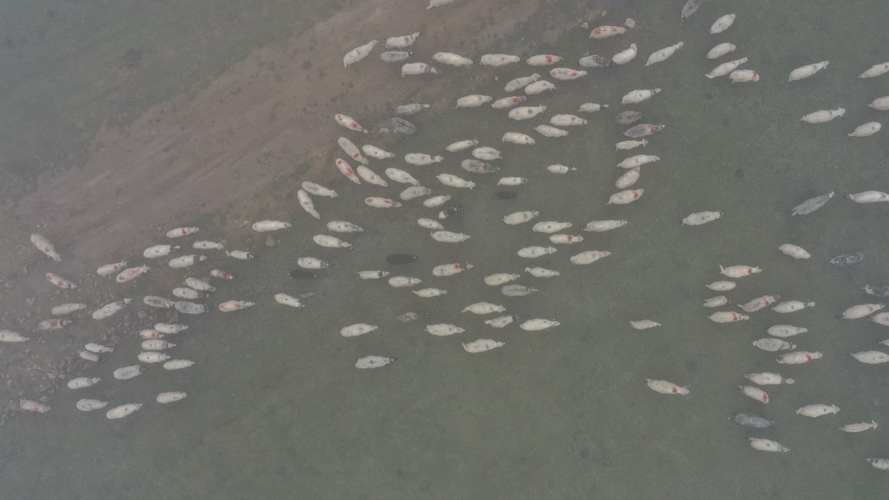Sislerin içinde yolculuk! Yayla hayatı sonbaharda köylere taşınıyor