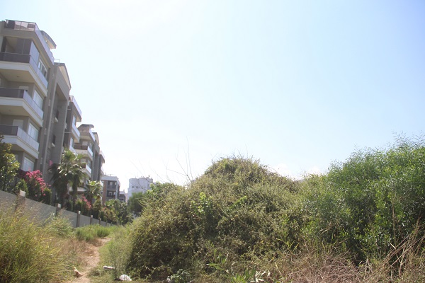 Foto - Site sakinleri evlerine giremiyor! O ilimizde domuz sürüsü göz açtırmıyor