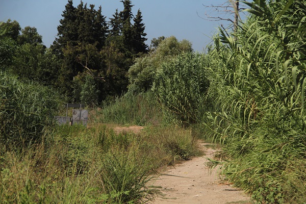 Foto - Site sakinleri evlerine giremiyor! O ilimizde domuz sürüsü göz açtırmıyor