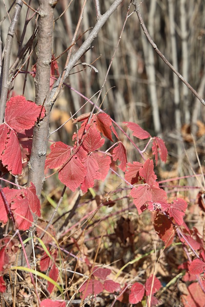 Foto - Sivas'ın gizli kalmış güzelliği