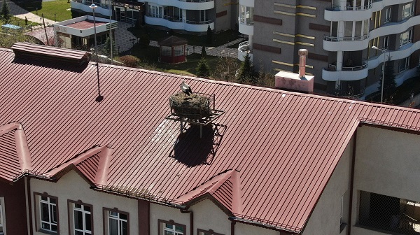 Foto - Sivas'ın leylekli okulu! Tam 40 yıldır aynı yere yuva yapıyor