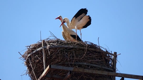 Sivas'ın leylekli okulu! Tam 40 yıldır aynı yere yuva yapıyor
