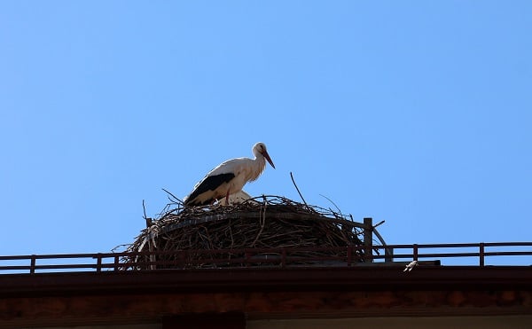 Foto - Sivas'ın leylekli okulu! Tam 40 yıldır aynı yere yuva yapıyor