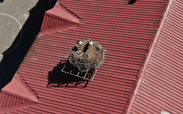Foto - Sivas'ın leylekli okulu! Tam 40 yıldır aynı yere yuva yapıyor