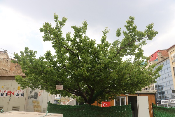 Sivaslı esnaftan ilginç yöntem! Baba yadigarı ağaca öyle bir not astı ki