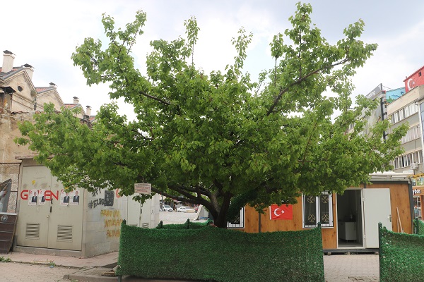 Foto - Sivaslı esnaftan ilginç yöntem! Baba yadigarı ağaca öyle bir not astı ki