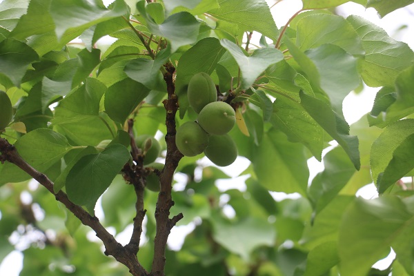 Foto - Sivaslı esnaftan ilginç yöntem! Baba yadigarı ağaca öyle bir not astı ki
