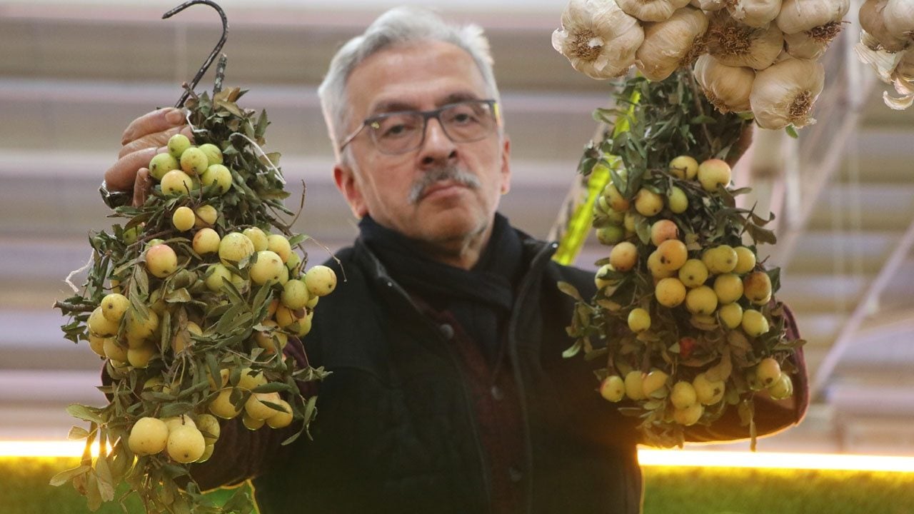 Foto - Sivas’ta 2 yılda bir kez meyve veren şifa deposu tezgaha çıktı: Sadece ön siparişle satılıyor