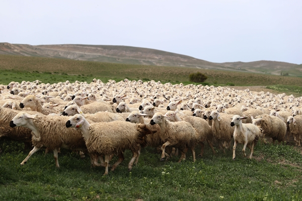 Foto - Sivas'ta küçükbaş hayvan sayısı 1 milyonu aştı