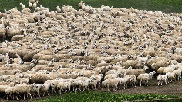 Foto - Sivas'ta küçükbaş hayvan sayısı 1 milyonu aştı