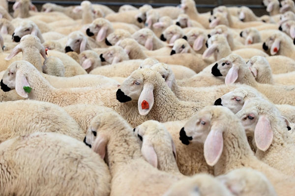 Foto - Sivas'ta küçükbaş hayvan sayısı 1 milyonu aştı