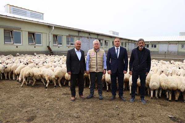 Foto - Sivas'ta küçükbaş hayvan sayısı 1 milyonu aştı