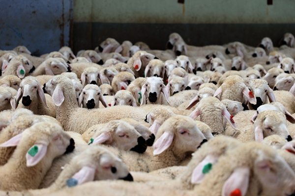 Foto - Sivas'ta küçükbaş hayvan sayısı 1 milyonu aştı