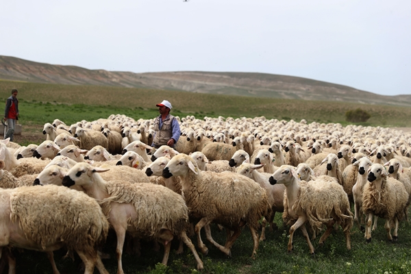 Foto - Sivas'ta küçükbaş hayvan sayısı 1 milyonu aştı