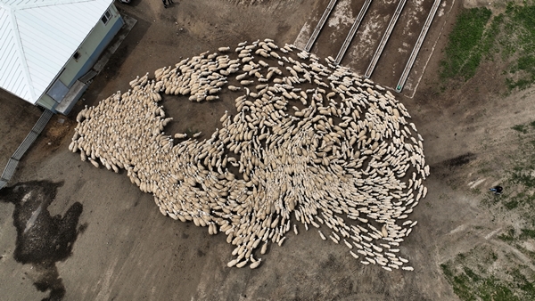 Foto - Sivas'ta küçükbaş hayvan sayısı 1 milyonu aştı