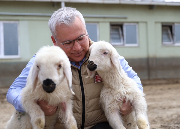 Sivas'ta küçükbaş hayvan sayısı 1 milyonu aştı