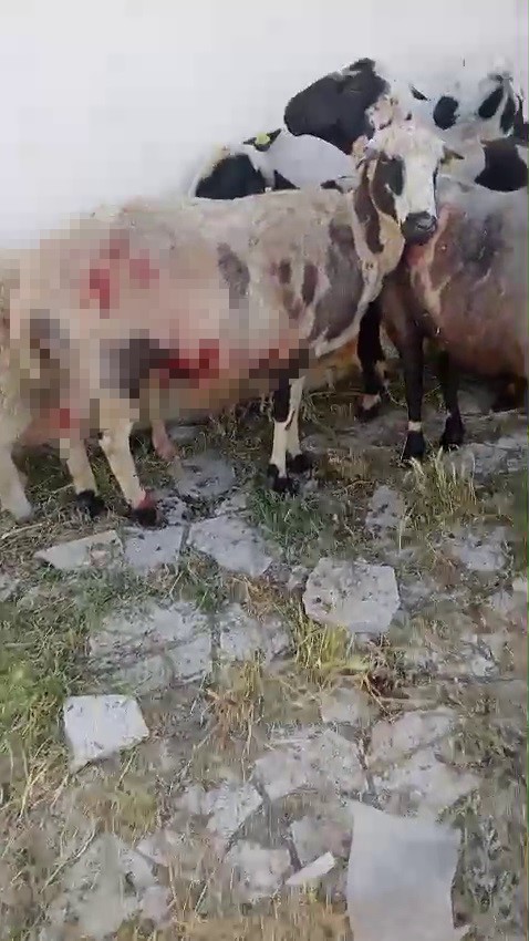 Foto - Sivas'ta sokak köpekleri dehşet saçtı