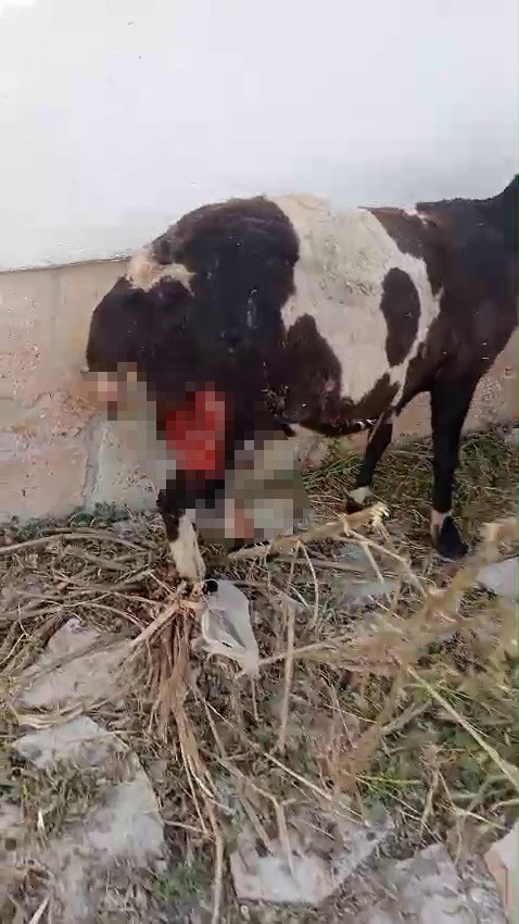 Foto - Sivas'ta sokak köpekleri dehşet saçtı