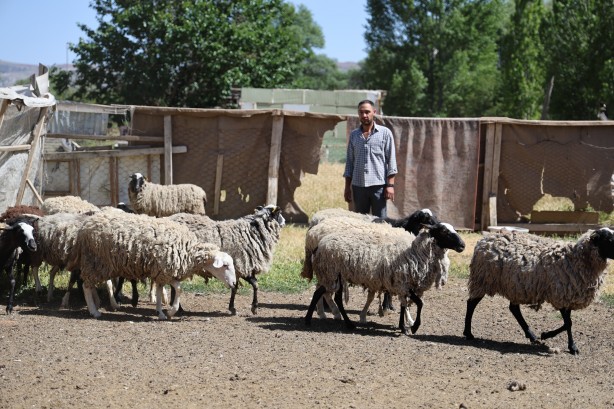 Foto - Sivas'ta sokak köpekleri dehşet saçtı
