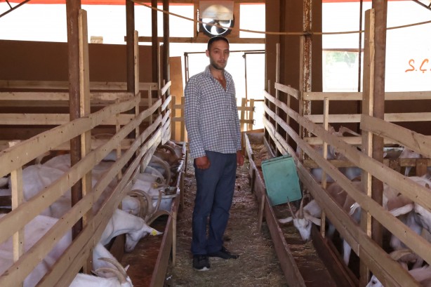 Sivas'ta sokak köpekleri dehşet saçtı