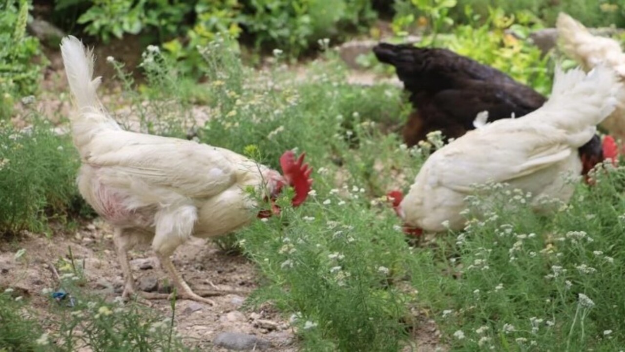 Sivas’ta vakalar arttı! Keneye karşı yeni bir çözüm