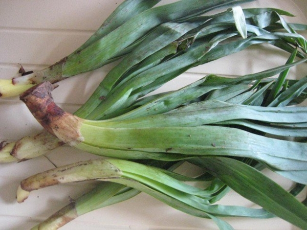 Foto - Sivilce tedavisi için 'Gulik Otu'