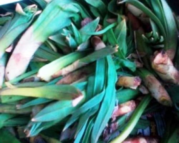 Foto - Sivilce tedavisi için 'Gulik Otu'