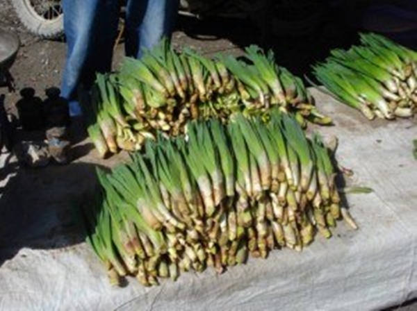 Foto - Sivilce tedavisi için 'Gulik Otu'