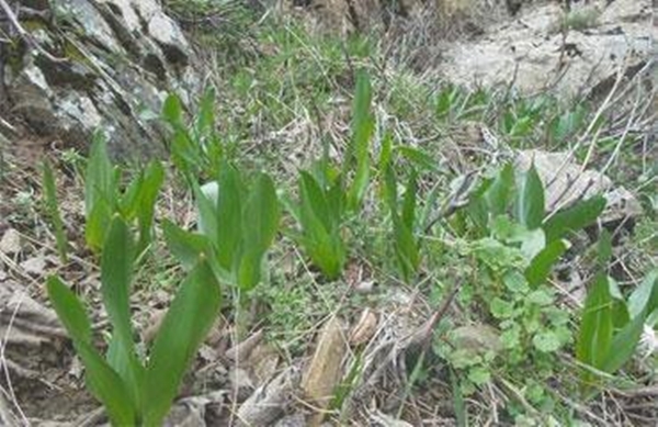 Sivilce tedavisi için 'Gulik Otu'