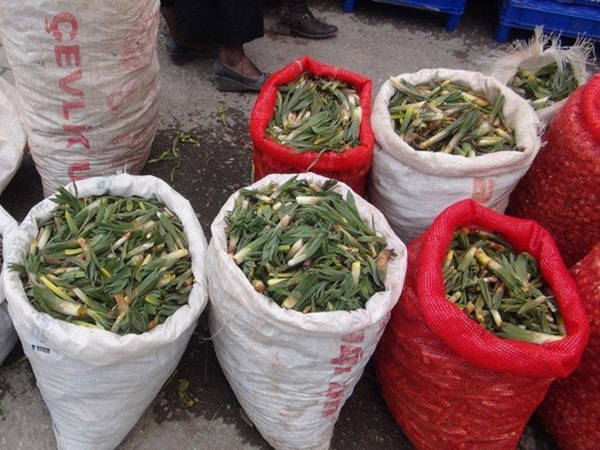 Foto - Sivilce tedavisi için 'Gulik Otu'