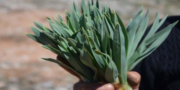 Foto - Sivilce tedavisi için 'Gulik Otu'