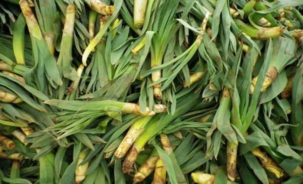 Foto - Sivilce tedavisi için 'Gulik Otu'