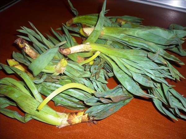 Foto - Sivilce tedavisi için 'Gulik Otu'